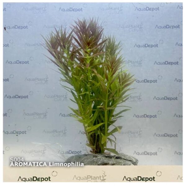 Limnophila Aromatica