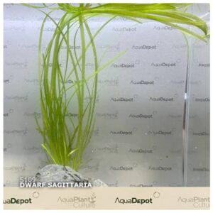 Dwarf Sagittaria