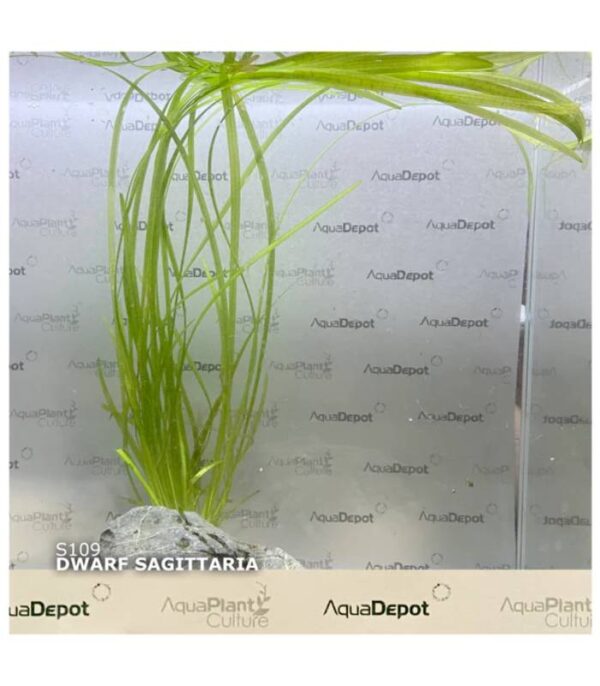 Dwarf Sagittaria