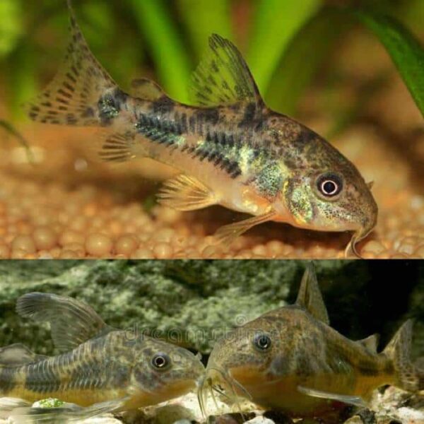 Locally Bred Peppered Corydoras