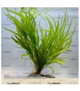 Hygrophila Salicifolia Willow Leaf