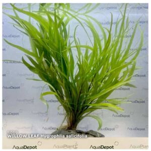 Hygrophila Salicifolia Willow Leaf