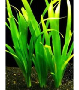 Vallisneria Giant