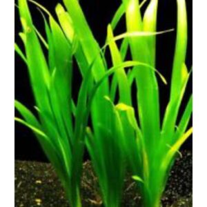 Vallisneria Giant