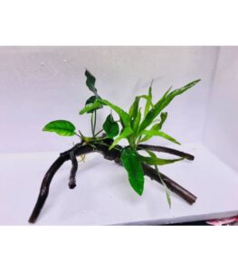 Decor Driftwood with Anubias & Java Fern
