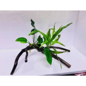 Decor Driftwood with Anubias & Java Fern