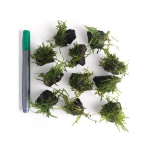 Mini Moss Stones