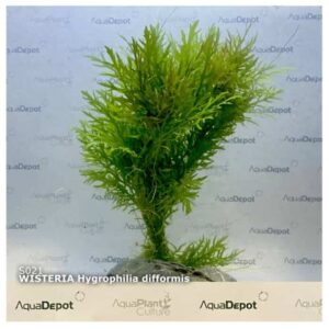 Hygrophila Difformis Wisteria