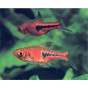 Red Rasbora Hengeli