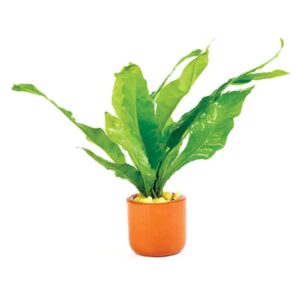Java Fern Terracotta Pot