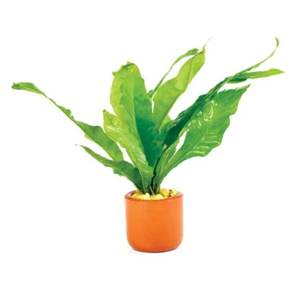 Java Fern Terracotta Pot