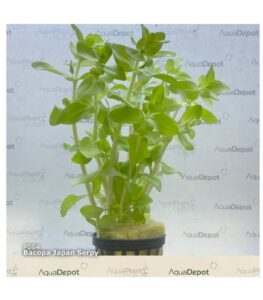 Bacopa serpyllifolia (Bacopa sp. Japan)