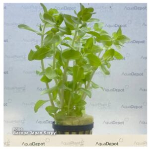 Bacopa serpyllifolia (Bacopa sp. Japan)