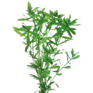 Hygrophila Bunch
