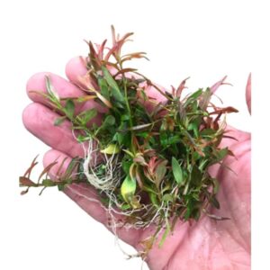 Ludwigia Brevipes