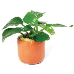 Anubias Nana Terracotta Pot