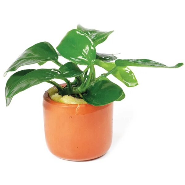 Anubias Nana Terracotta Pot
