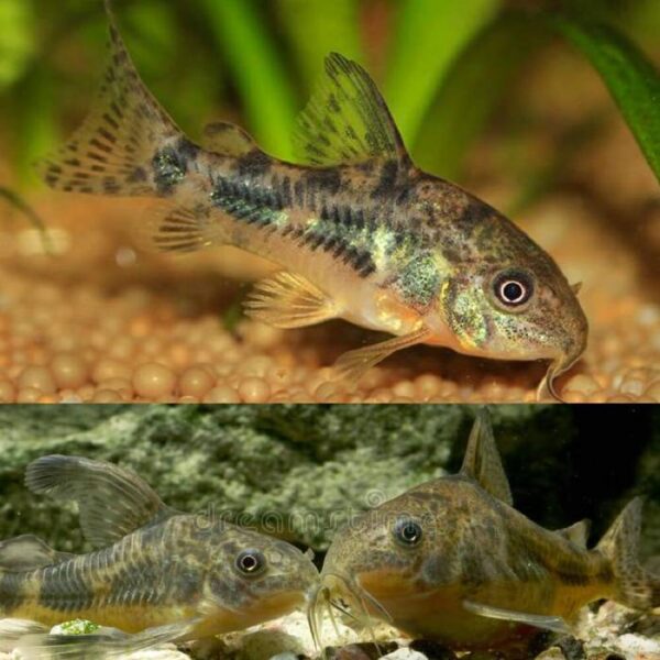Peppered Corydoras 3-3.5cm