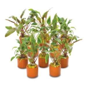 Assorted Cryptocoryne Terraco