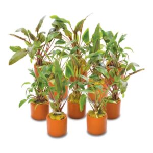 Assorted Cryptocoryne Terraco