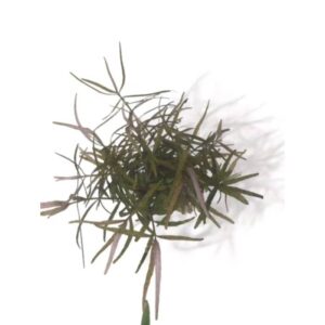 Buy floating fish tank plants at Aquarium Haven