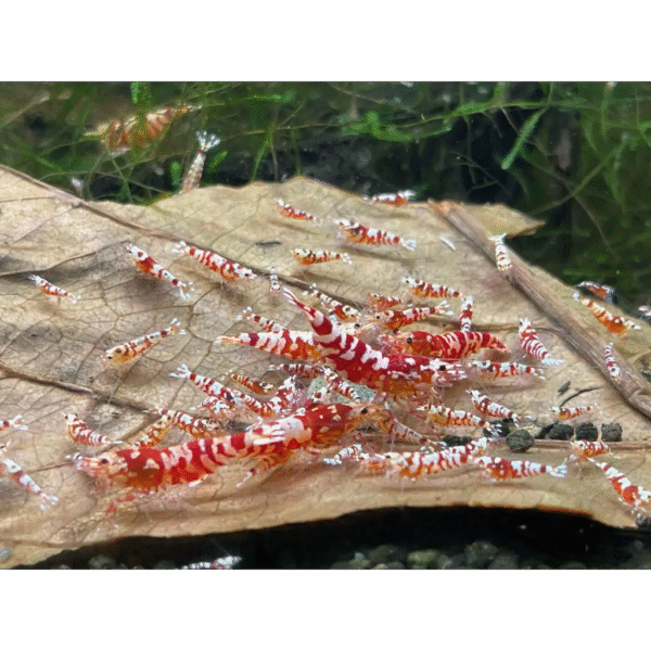 red fancy tiger shrimp mix sizegrade-3-trunk-520