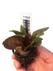 Echinodorus 'Reni' Sword - Potted