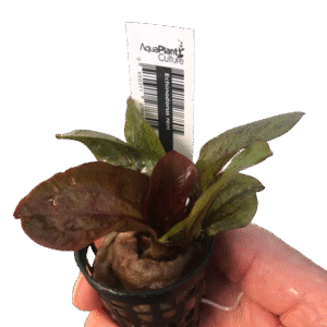 Echinodorus 'Reni' Sword - Potted