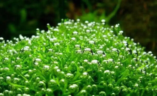 riccia-fluitans_5000x