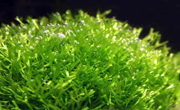 ricciafluitans_5000x