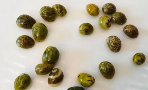 Nerite Snails - Image 2