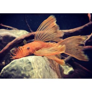 super red Bristlenose