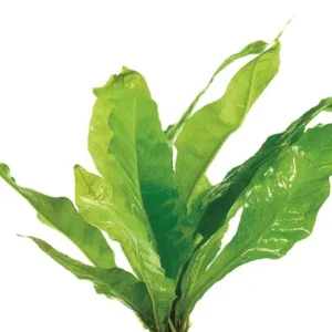 Java Fern - Large