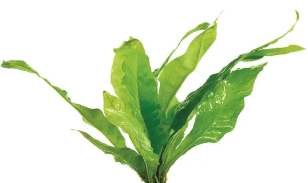 Java Fern - Large